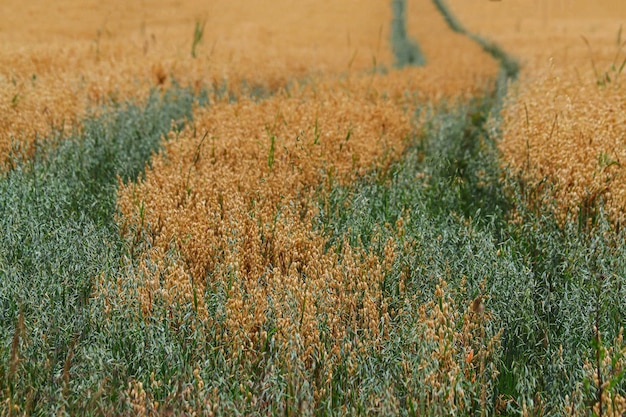 campo paesaggistico con avena