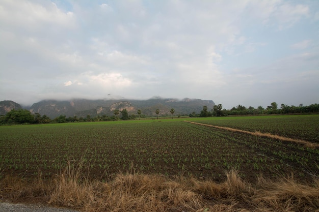 Campo paesaggistico con montagna a Uthai Thani, Thailandia