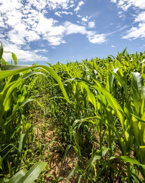 campo pieno di piante di mais