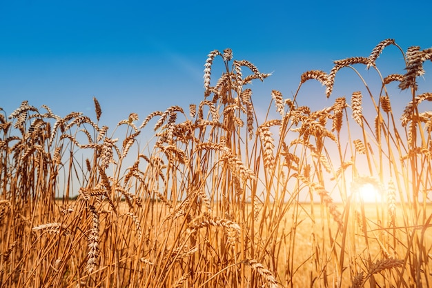 Campo pieno di spighe di grano dorato