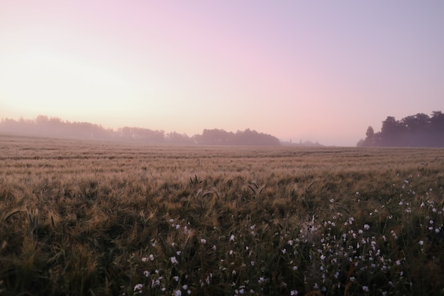 Campo pittoresco e paesaggio di campagna all'alba in estate