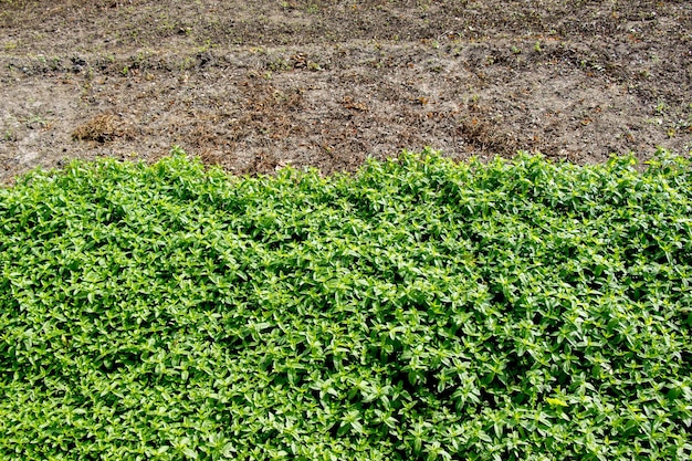 Campo primaverile che cresce colture agricole germogliate