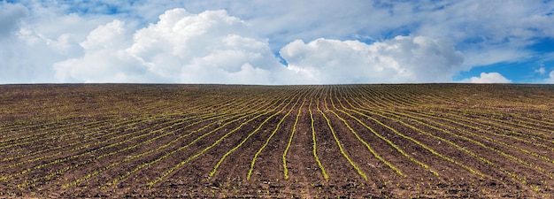 Campo primaverile con colture di mais, file di mais nel campo