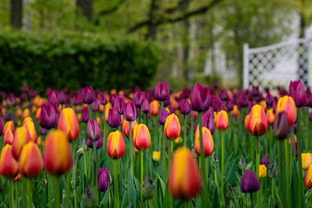 Campo primaverile di bei tulipani multicolori