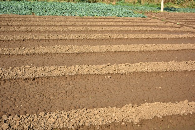 Campo primaverile di cereali con semi tagliati in fattoria biologica di righe