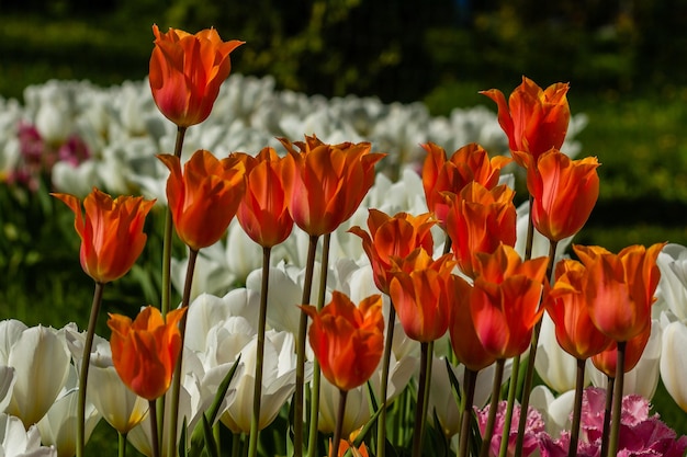 Campo primaverile di tulipani colorati