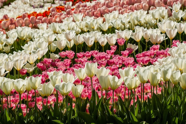 Campo primaverile di tulipani colorati