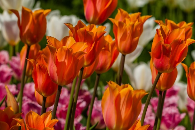 Campo primaverile di tulipani colorati