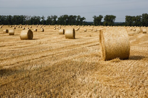 Campo raccolto con balle di paglia in estate