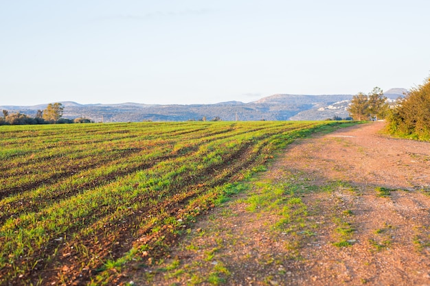 Campo rurale verde al primo mattino.