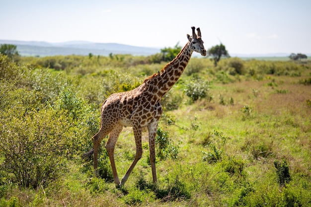 Campo selvaggio con una giraffa