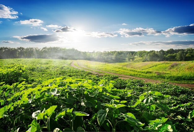 Campo seminato con girasoli al mattino