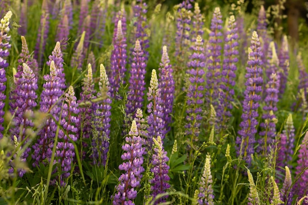 Campo sfocato di lupini viola nei raggi del tramonto. Sfondo, messa a fuoco selettiva.