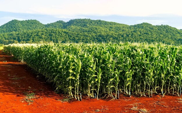 Campo sperimentale per la semina del mais.