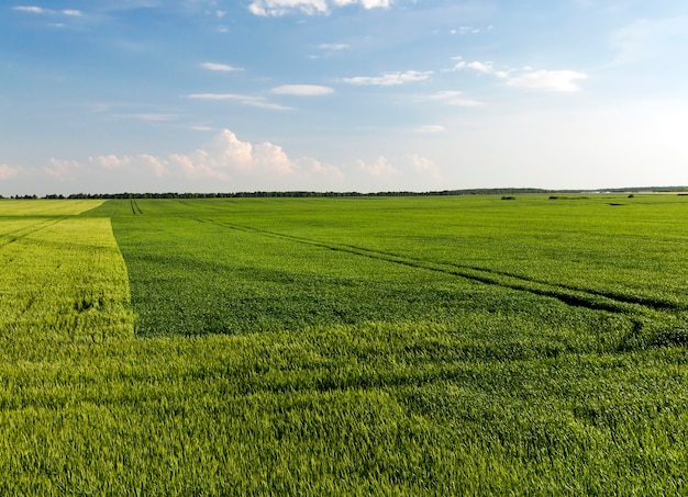 Campo su cui cresce accanto a segale verde e grano verde prima della maturazione, paesaggio estivo con tempo soleggiato