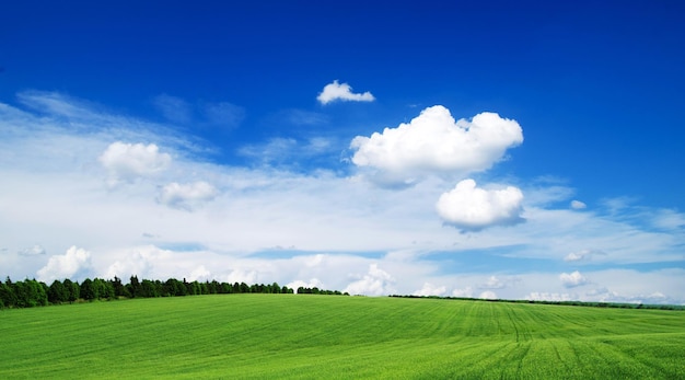 Campo su uno sfondo di cielo azzurro