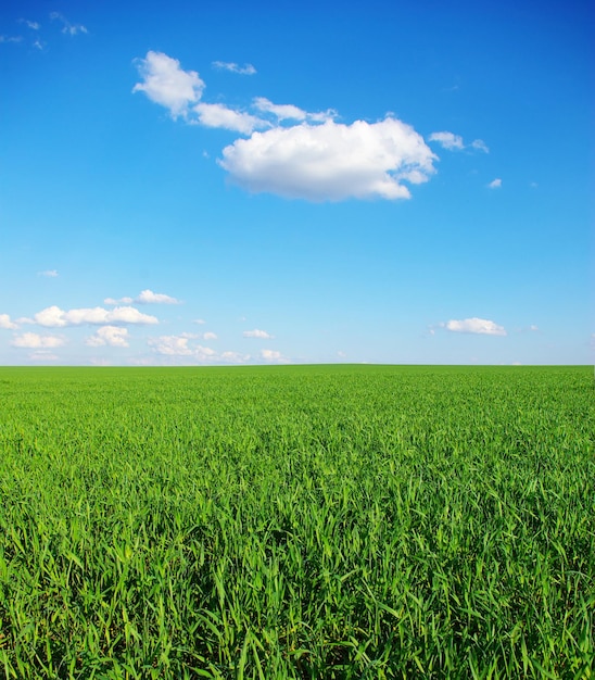 Campo su uno sfondo di cielo azzurro