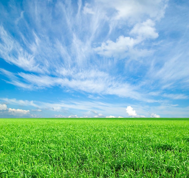 Campo su uno sfondo di cielo blu