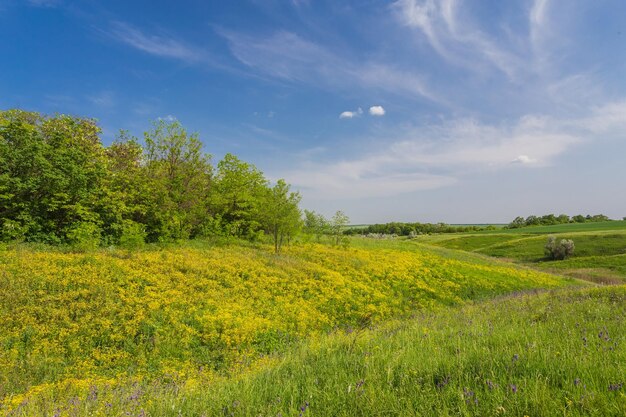 Campo su uno sfondo di cielo