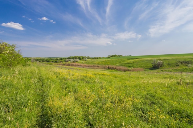 Campo su uno sfondo di cielo