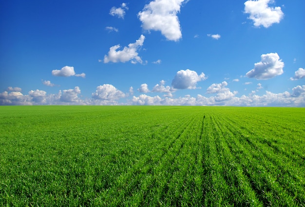 Campo sul cielo blu