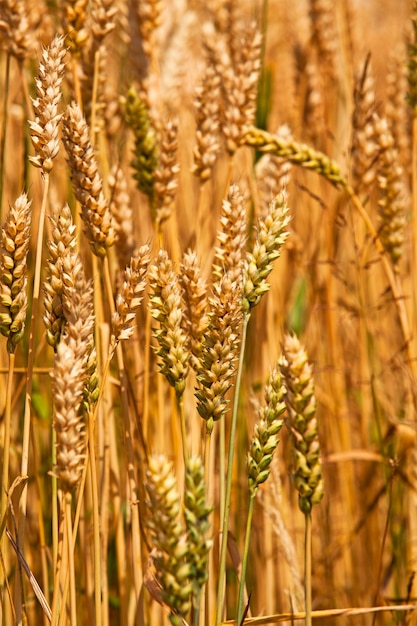 Campo, sul quale crescono i cereali durante il raccolto aziendale