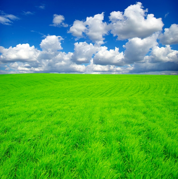 Campo sullo sfondo del cielo azzurro