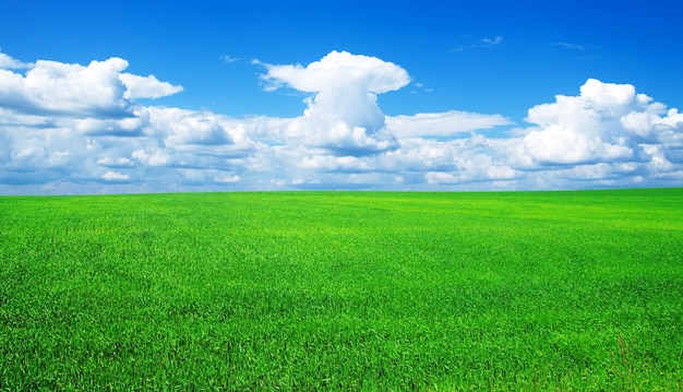 Campo sullo sfondo del cielo azzurro