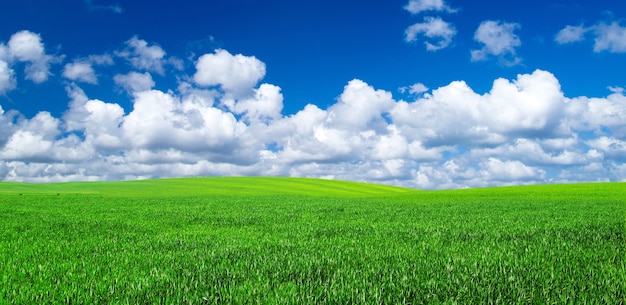 Campo sullo sfondo del cielo azzurro