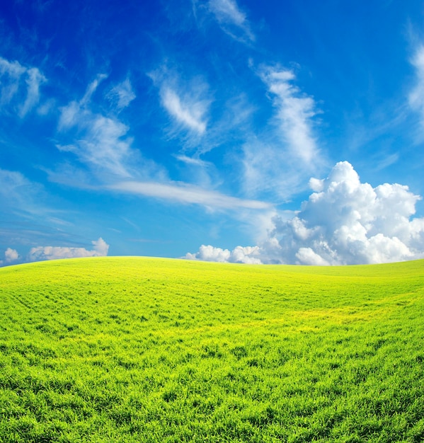 Campo sullo sfondo del cielo azzurro