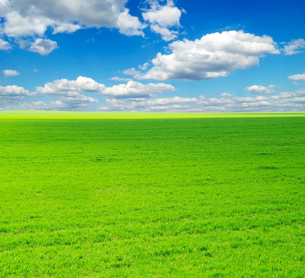 Campo sullo sfondo del cielo azzurro