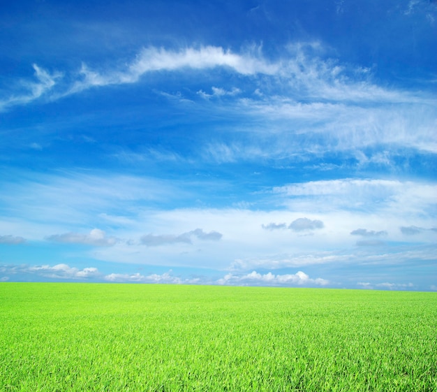 Campo sullo sfondo del cielo azzurro