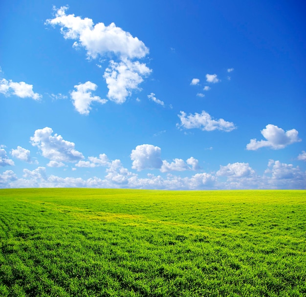 Campo sullo sfondo del cielo azzurro