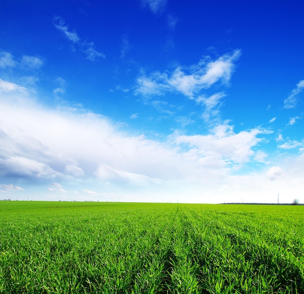 Campo sullo sfondo del cielo azzurro