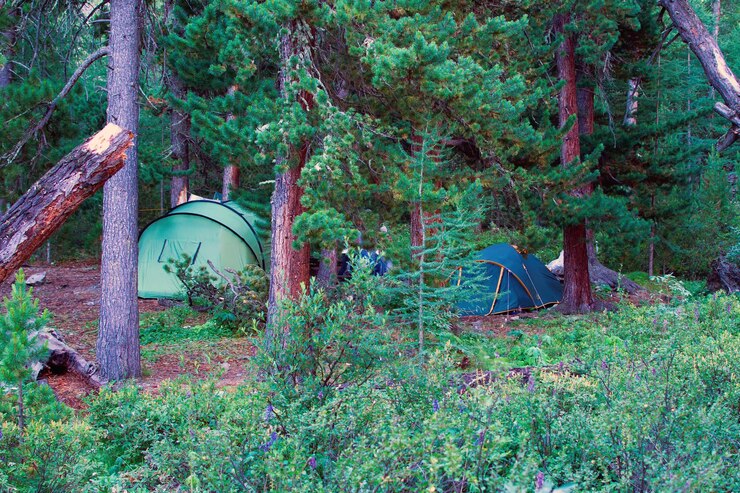 Foto campo tendato in una foresta di conifere relitta