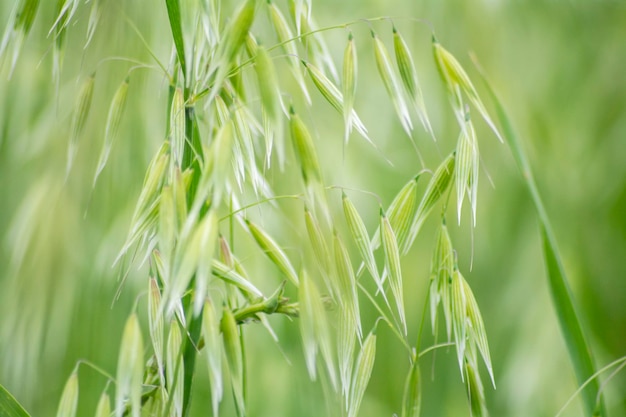 Campo verde Avena