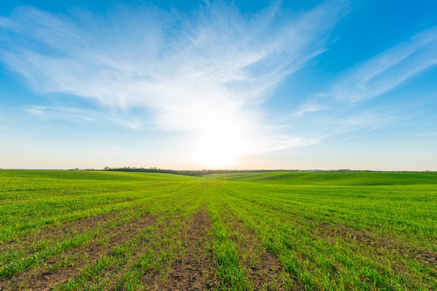 Campo verde, cielo blu e sole.