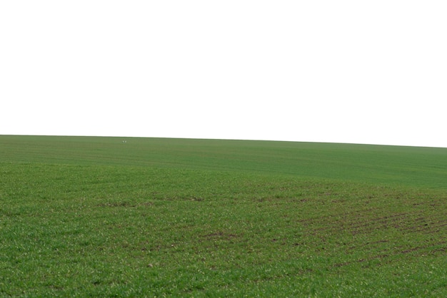 Campo verde come sfondo Erba verde in primavera isolata su sfondo bianco