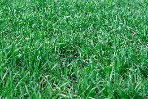 Campo verde come sfondo Erba verde in primavera