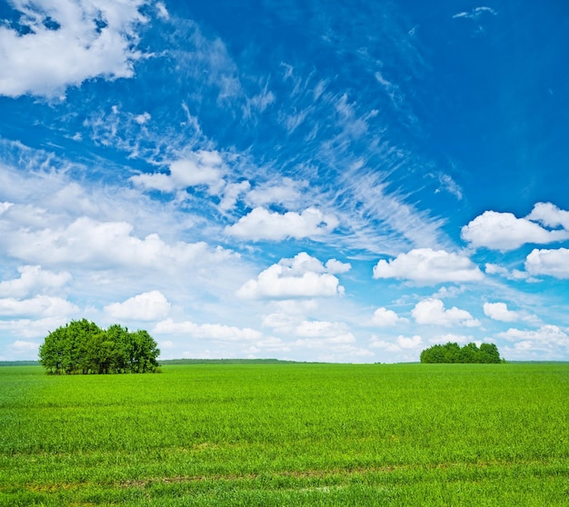 Campo verde con alberi e cielo blu