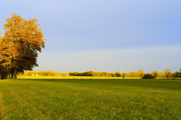 Campo verde con albero di foglie gialle al giorno nuvoloso d'autunno