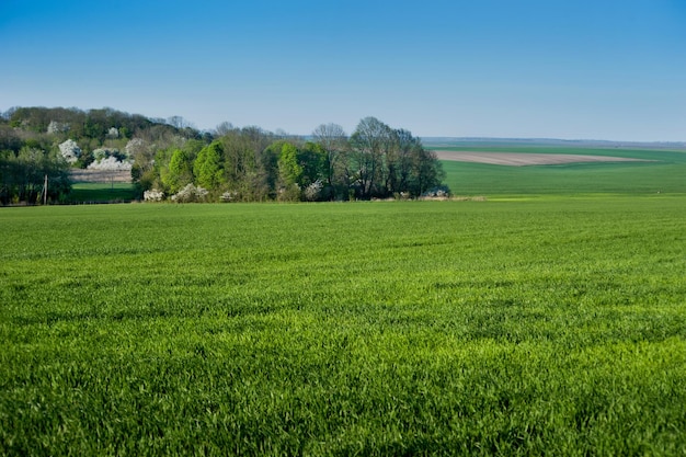 Campo verde con cereali primaverili e un boschetto con alberi in fiore