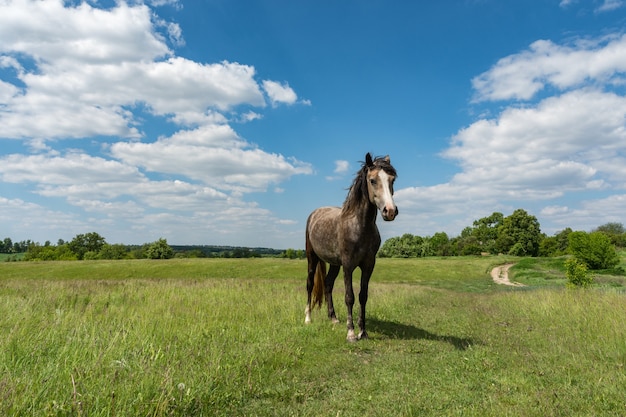 Campo verde con cielo azzurro e cavallo