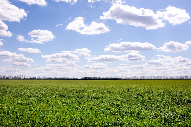 Campo verde con cielo azzurro e grandi nuvole