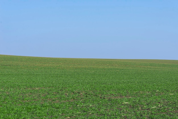 Campo verde con cielo blu come sfondo