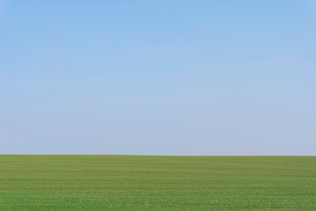 Campo verde con cielo blu come sfondo