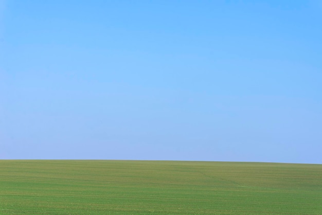 Campo verde con cielo blu come sfondo