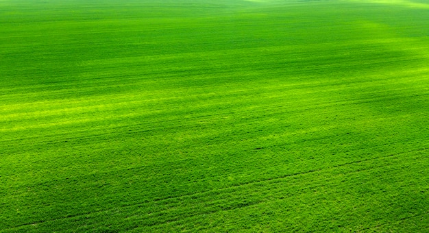 Campo verde con colture agricole. Vista dal drone.