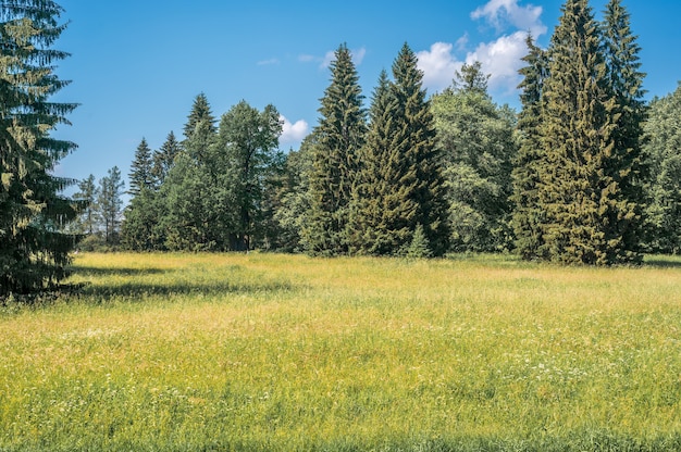 Campo verde con denti di leone bianchi e gialli all'aperto in natura in estate. Campo estivo verde brillante durante il giorno. Cielo di prateria e sfondo di erba in un parco