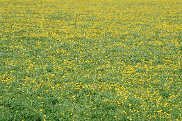 Campo verde con denti di leone gialli Primo piano di fiori gialli primaverili